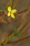 Slender Evening Primrose
