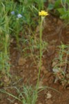 Nodding Microseris