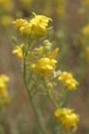 Douglas' Bladder Pod blossoms