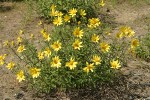 Cusick's Sunflower