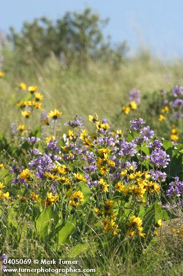 Penstemon glandulosus; Balsamorhiza careyana