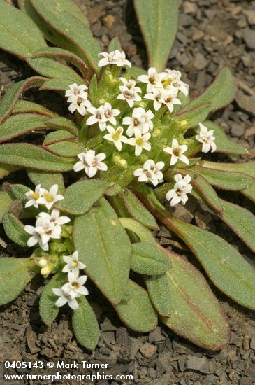 Dimeresia howellii