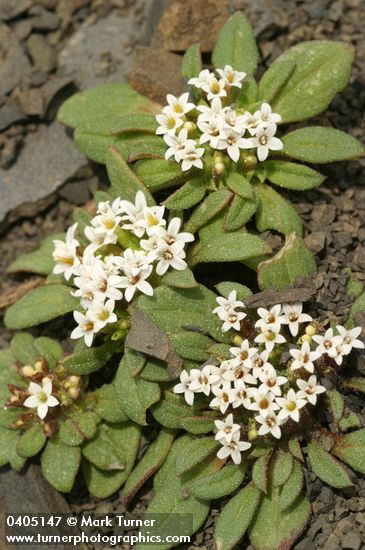 Dimeresia howellii