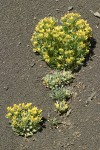 Western Lesquerella