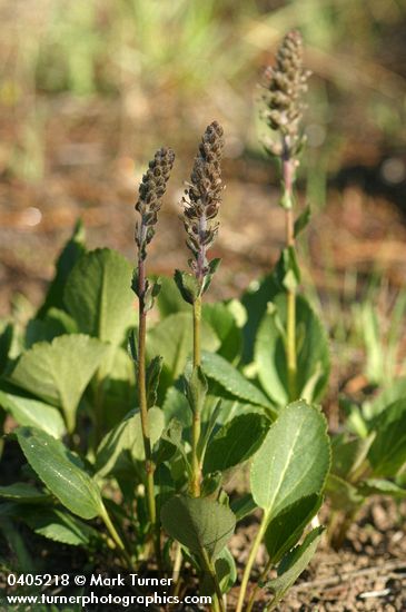 Besseya rubra