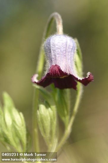 Clematis hirsutissima