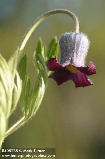 Clematis hirsutissima