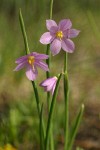 Grass Widows