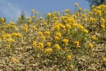 Golden Bee Plant