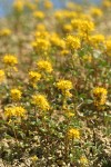 Golden Bee Plant