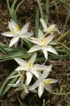 Sand Lilies