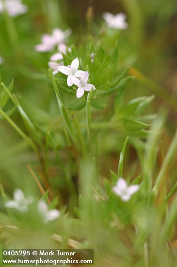 Sherardia arvensis