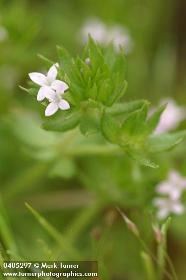 Sherardia arvensis
