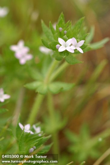 Sherardia arvensis