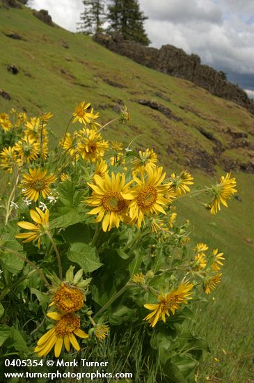 Balsamorhiza deltoidea