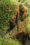 Nuttall's Saxifrage on moist cliff