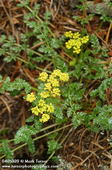 Lomatium hallii