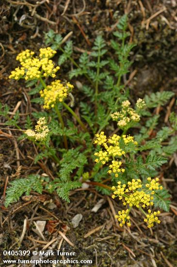 Lomatium hallii