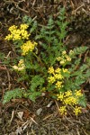 Hall's Desert Parsley