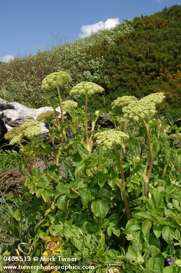 Angelica lucida