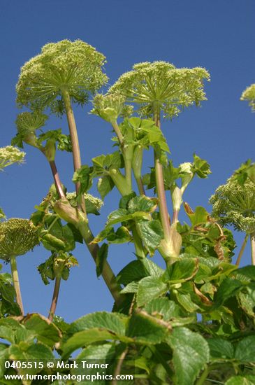 Angelica lucida