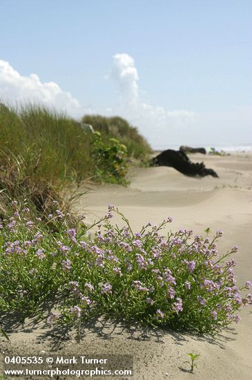 Cakile maritima