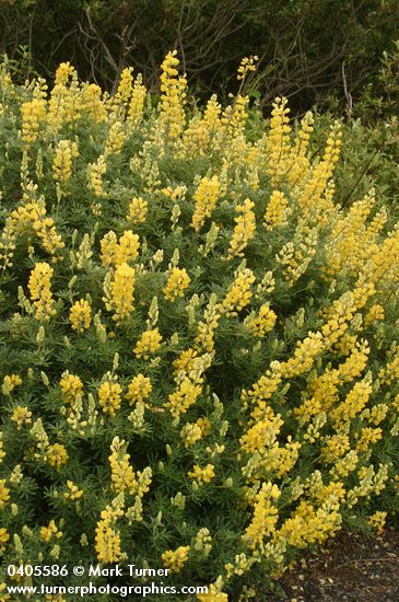Lupinus arboreus