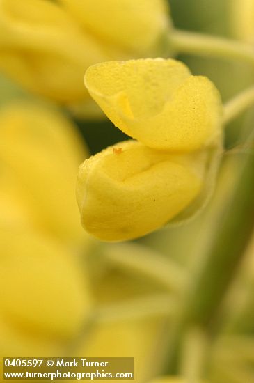 Lupinus arboreus