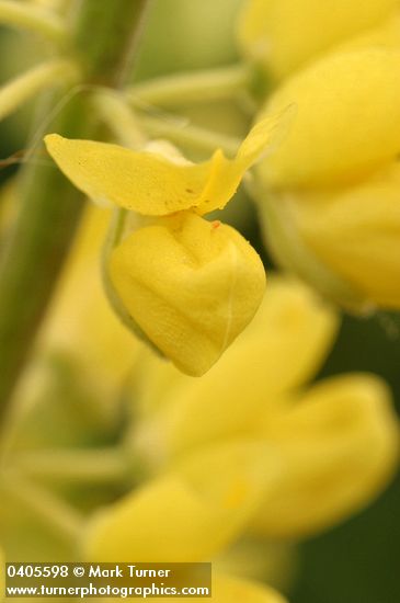 Lupinus arboreus