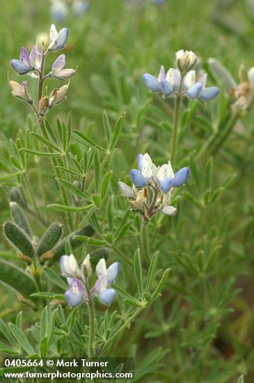 Lupinus bicolor