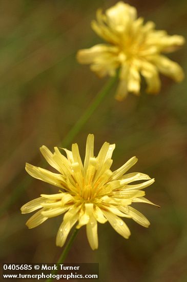 Microseris laciniata