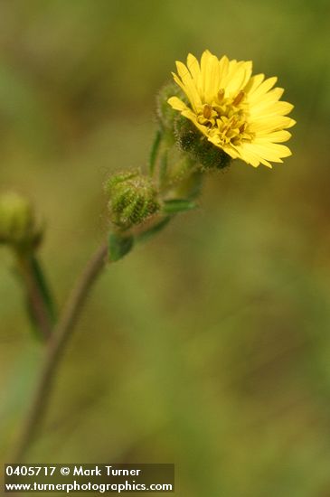 Madia gracilis