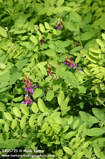 Lathyrus nevadensis