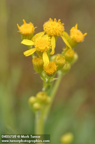 Packera macounii (Senecio macounii)