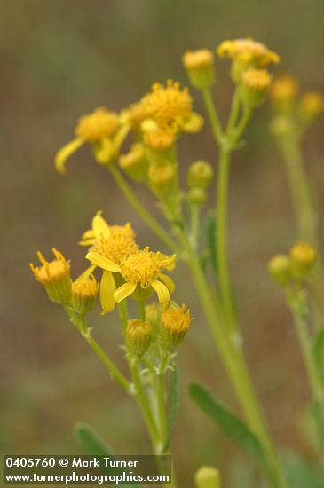 Packera macounii (Senecio macounii)