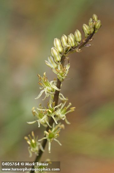 Hastingsia serpenticola