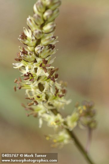 Hastingsia serpenticola