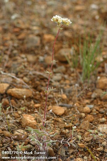 Horkelia daucifolia