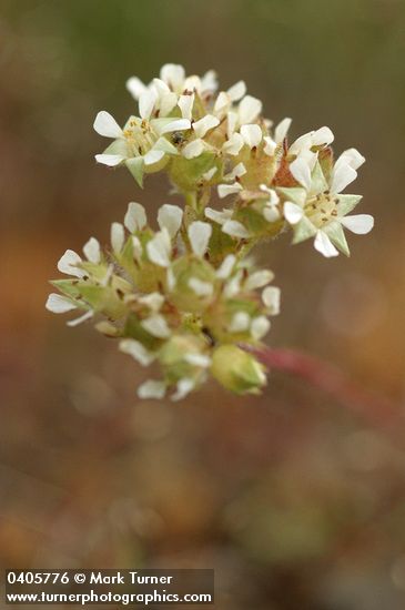 Horkelia daucifolia