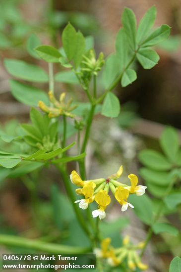 Lotus pinnatus