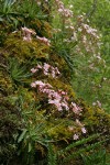 Lewisia cotyledon var. howellii