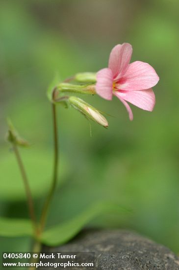 Phlox adsurgens
