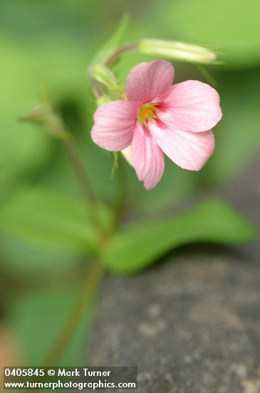 Phlox adsurgens
