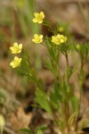 Corn Buttercups