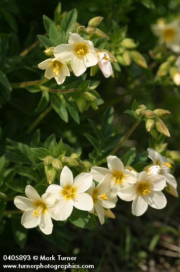 Polemonium carneum