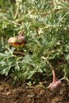 Western Peony