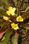 Northern Suncup