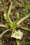 Nevada Lewisia