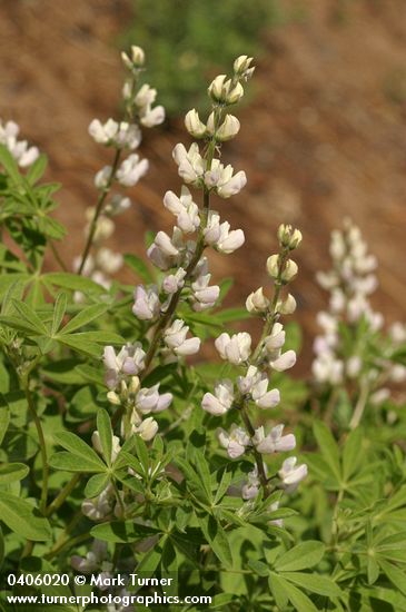 Lupinus tracyi