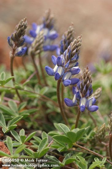 Lupinus sellulus ssp. sellulus var. sellulus (L. lepidus var. sellulus)